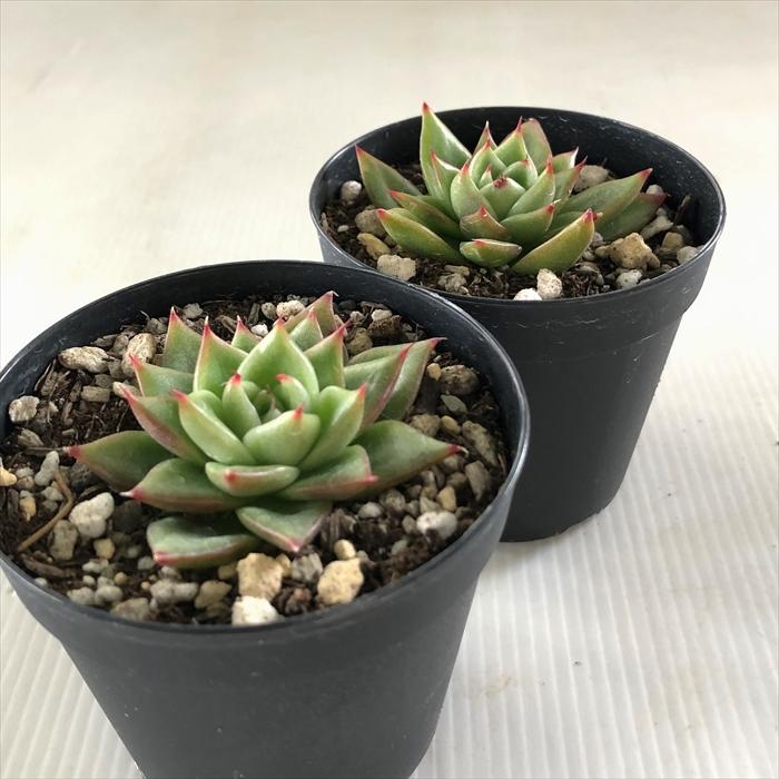 専用出品 エケベリア コレクション 当店農場生産】多肉植物 エケベリア 20種類セット 超お買い得！1
