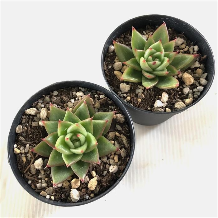 多肉植物 Swkエケベリア 赤い唇 多肉植物 エケベリア 7 5cmポット Z フラワーネット日本花キ流通 通販 Yahoo ショッピング