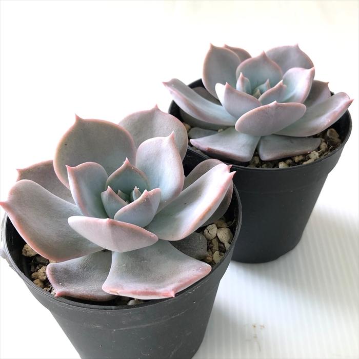 多肉植物 Swkエケベリア リラシナ ラウイ 多肉植物 エケベリア 7 5cmポット Z フラワーネット日本花キ流通 通販 Yahoo ショッピング