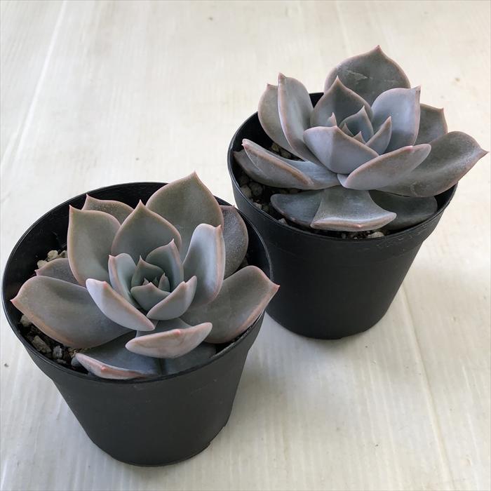 日本花キ流通 多肉植物 skエケベリア リラシナ×ラウイ 多肉植物