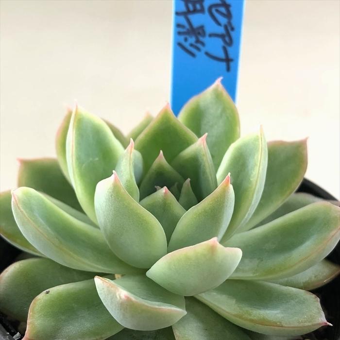 多肉植物 oriエケベリア リンゼアナ×月影 おらいさん苗エケベリア 6cm