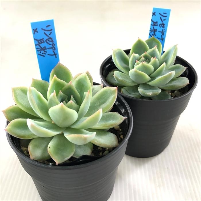 多肉植物 oriエケベリア リンゼアナ×月影 おらいさん苗エケベリア 6cm