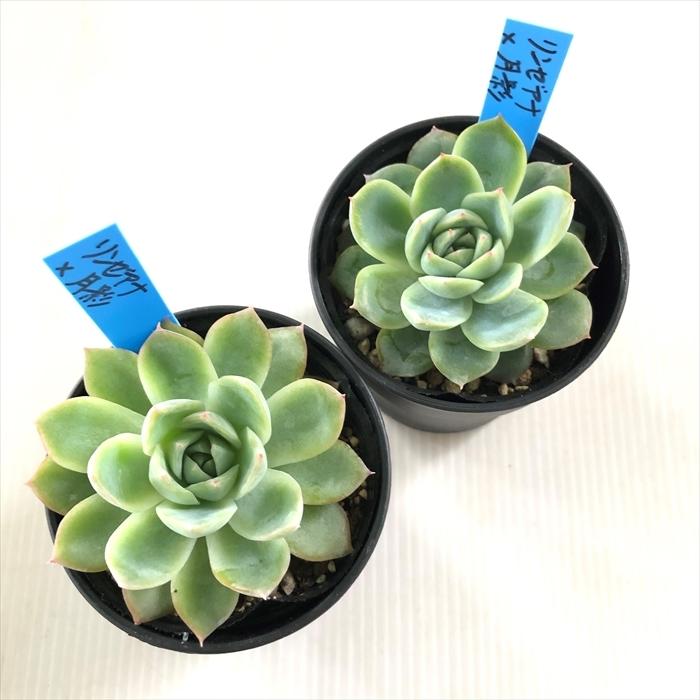 多肉植物 oriエケベリア リンゼアナ×月影 おらいさん苗エケベリア 6cm