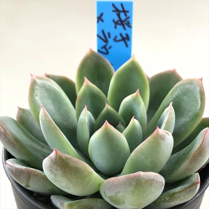 多肉植物 Oriエケベリア 桜子 ラウイ 多肉植物 おらいさん苗エケベリア 6cmポット Z フラワーネット日本花キ流通 通販 Yahoo ショッピング