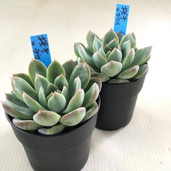 多肉植物 oriエケベリア 桜子×ラウイ おらいさん苗エケベリア 6cm