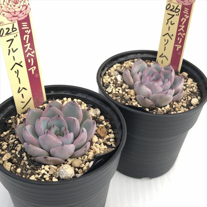 爪と葉色が素敵な～✡️026 ブルーベリームーン✡️おらいさん 多肉 抜き苗 爪と葉色が素敵な～✡️026 ブルーベリームーン✡️おらいさん