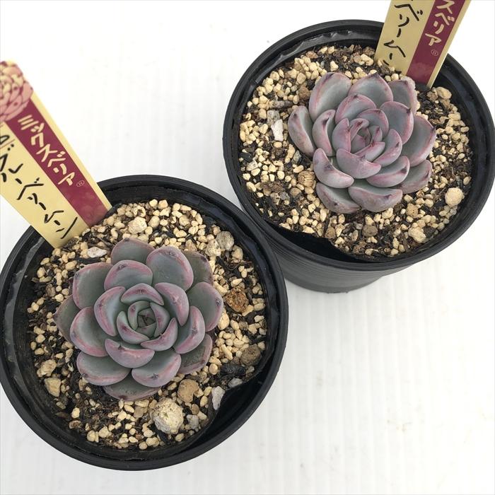 多肉植物 oriミックスベリア No.026 ブルーベリームーン お