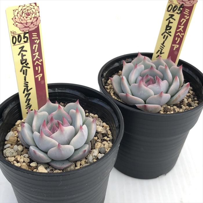 多肉植物 oriミックスベリア No.005 ストロベリーミルククラウン 多肉植物 oriミックスベリア No.005 ストロベリーミルククラウン
