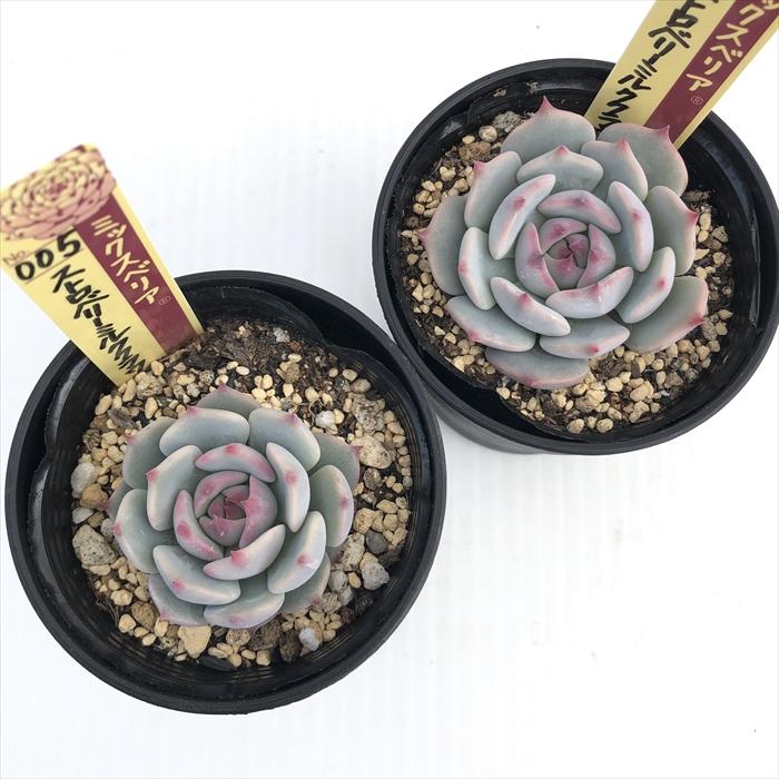 多肉植物 oriミックスベリア No.005 ストロベリーミルククラウン お