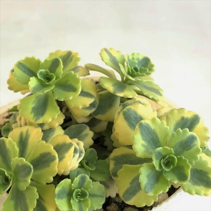 多肉植物 Sbセダム コーカサスキリンソウ レモンライム 多肉植物 セダム 7 5cmポット Z フラワーネット日本花キ流通 通販 Yahoo ショッピング
