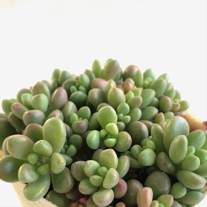 多肉植物 Sbセダム ばらまき大型玉葉 7 5cmポット ジェットバース 多肉植物 セダム Z フラワーネット日本花キ流通 通販 Yahoo ショッピング