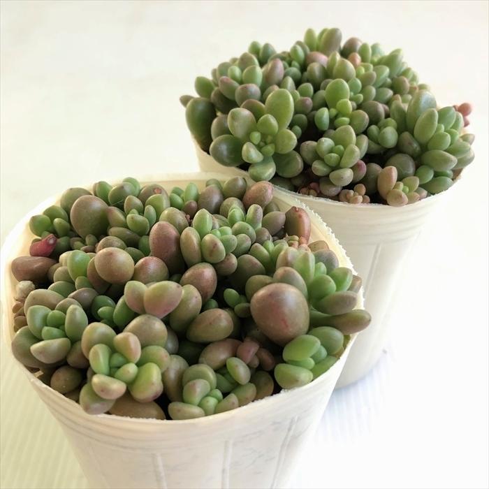 多肉植物 Sbセダム ばらまき大型玉葉 7 5cmポット ジェットバース 多肉植物 セダム Z フラワーネット日本花キ流通 通販 Yahoo ショッピング