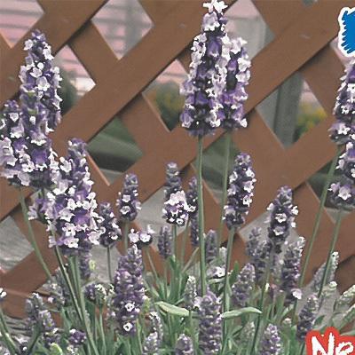 予約販売 宿根草の咲く庭 ラベンダー ブルースピア 宿根草苗 9cmロングポット ガーデニング 多年草 4月中旬以降発送 Z フラワーネット日本花キ流通 通販 Yahoo ショッピング