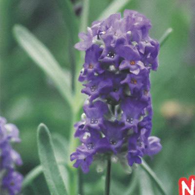 予約販売 宿根草の咲く庭 ラベンダー エレガンス パープル 宿根草苗 9cmロングポット ガーデニング 多年草 4月中旬以降発送 Z フラワーネット日本花キ流通 通販 Yahoo ショッピング