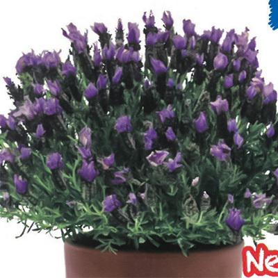 予約販売 宿根草の咲く庭 フレンチラベンダー バンデラ パープル 宿根草苗 9cmロングポット ガーデニング 多年草 4月中旬以降発送 Z フラワーネット日本花キ流通 通販 Yahoo ショッピング