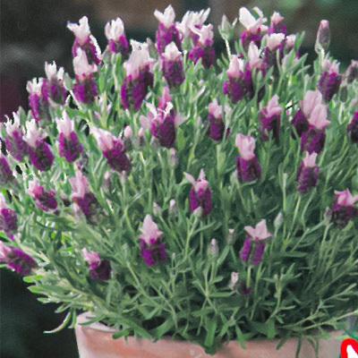 予約販売 宿根草の咲く庭 フレンチラベンダー バンデラ ピンク 宿根草苗 9cmロングポット ガーデニング 多年草 4月中旬以降発送 Z フラワーネット日本花キ流通 通販 Yahoo ショッピング