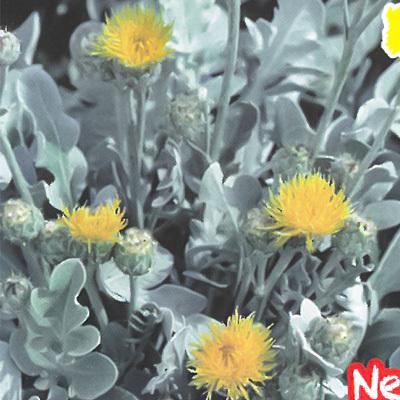 予約販売 宿根草の咲く庭 セントーレア シネラリア 宿根草苗 9cmロングポット ガーデニング 多年草 11月中旬以降発送 Z フラワーネット日本花キ流通 通販 Yahoo ショッピング