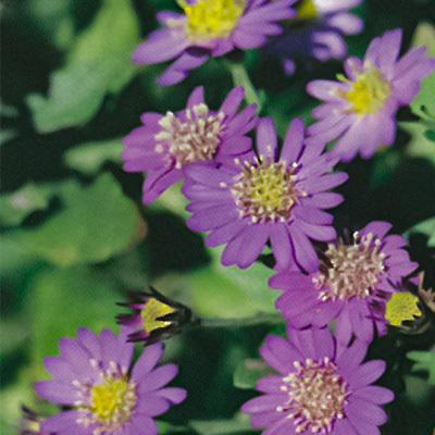 予約販売 宿根草の咲く庭 ノコンギク 青色 宿根草苗 9cmロングポット ガーデニング 多年草 4月中旬以降発送 Z フラワーネット日本花キ流通 通販 Yahoo ショッピング