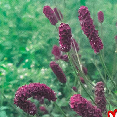 予約販売 宿根草の咲く庭 吾亦紅 かぐや姫 宿根草苗 9cmロングポット ガーデニング 多年草 4月下旬以降発送  :z201125022:フラワーネット日本花キ流通 - 通販 - Yahoo!ショッピング