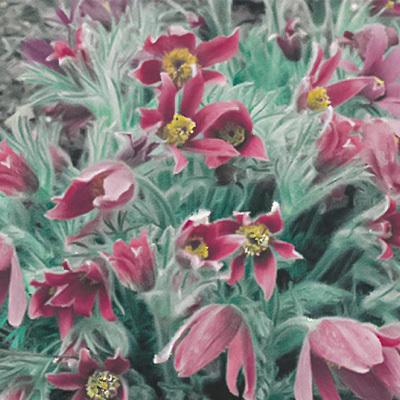 予約販売 宿根草の咲く庭 パルサティラ レッドベル 宿根草苗 9cmロングポット ガーデニング 多年草 3月下旬以降発送 Z フラワーネット日本花キ流通 通販 Yahoo ショッピング