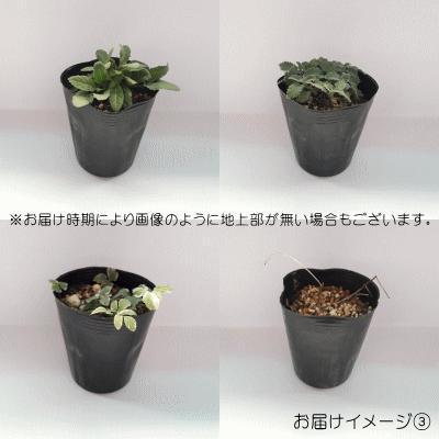 宿根草2年生苗No.3　 9cmポット8個 日本花キ流通 予約販売 宿根草の咲く庭 黄金風知草 苗 9cmポット