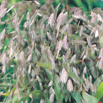 予約販売 宿根草の咲く庭 ワイルドオーツ 宿根草苗 9cmロングポット ガーデニング 多年草 4月下旬以降発送 Z フラワーネット日本花キ流通 通販 Yahoo ショッピング