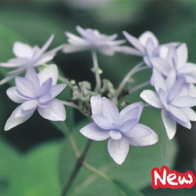 予約販売 宿根草の咲く庭 ヤマアジサイ 七段花 宿根草苗 9cmロングポット ガーデニング 多年草 Z フラワーネット日本花キ流通 通販 Yahoo ショッピング