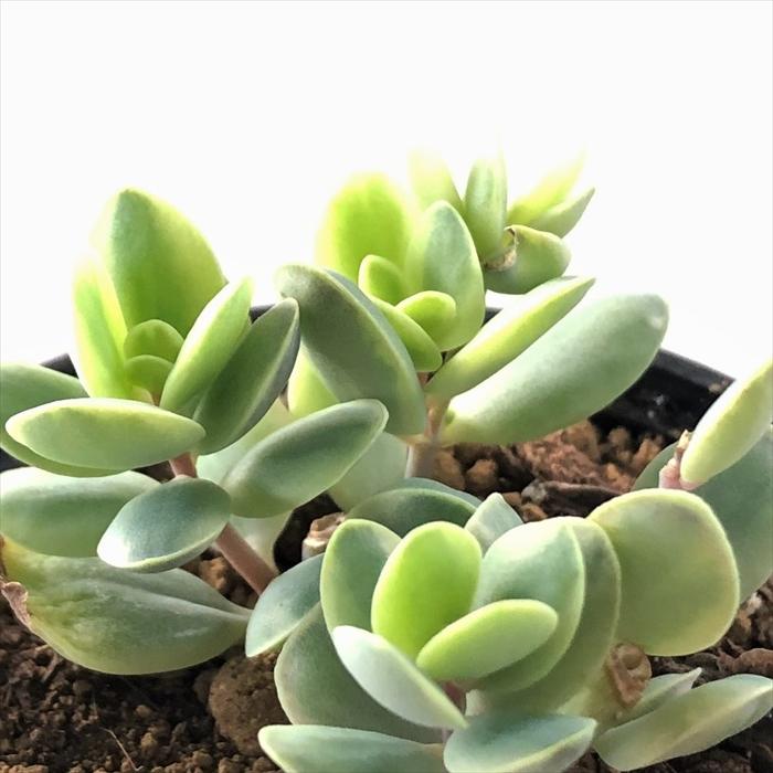 日本花キ流通 多肉植物 hmクラッスラ しじみ蝶錦 多肉植物 クラッスラ