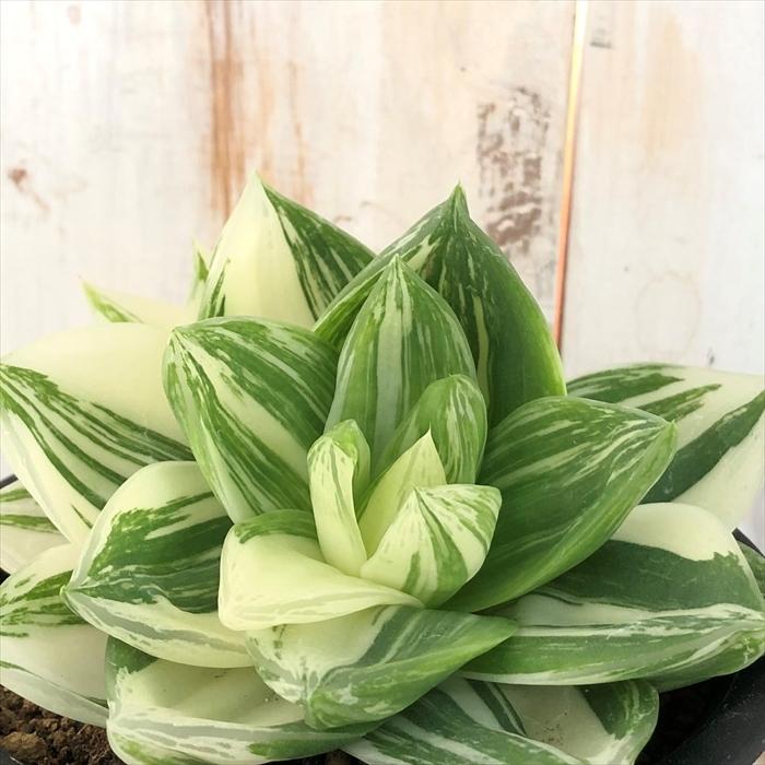 多肉植物 Caハオルチア シンビフォルミス 花時計 多肉植物 ハオルチア 1126 02 現品販売 10 5cmポット Z フラワーネット日本花キ流通 通販 Yahoo ショッピング
