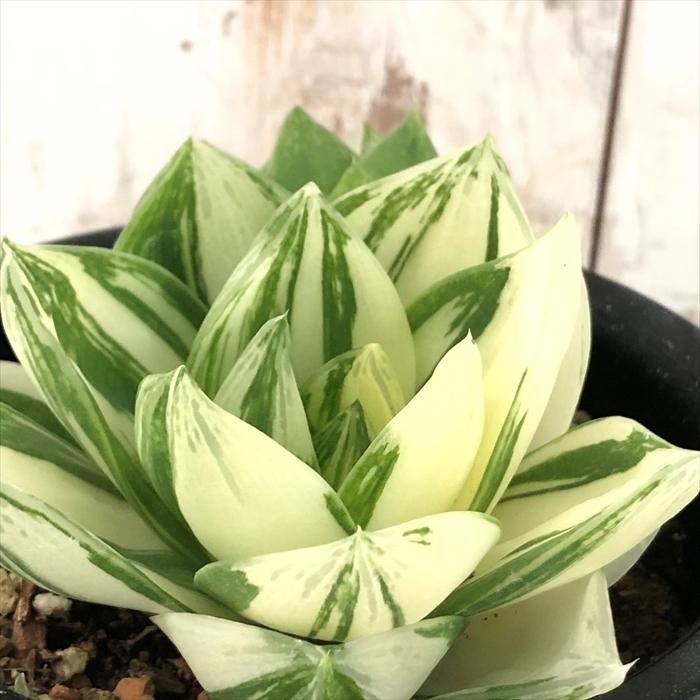 多肉植物 Caハオルチア シンビフォルミス 花時計 多肉植物 ハオルチア 1126 04 現品販売 10 5cmポット Z フラワーネット日本花キ流通 通販 Yahoo ショッピング