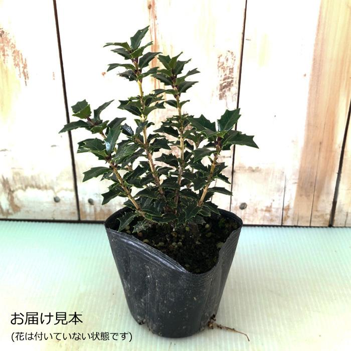 予約販売 香りヒイラギ 香姫 ヒイラギ 柊 姫ヒイラギ 7 5cmポット Toy 2月下旬以降発送 Z フラワーネット日本花キ流通 通販 Yahoo ショッピング