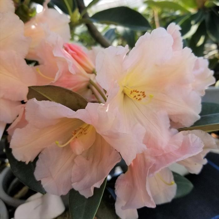 日本花キ流通 予約販売 シャクナゲ アイタム オレンジ 5号鉢 開花予定