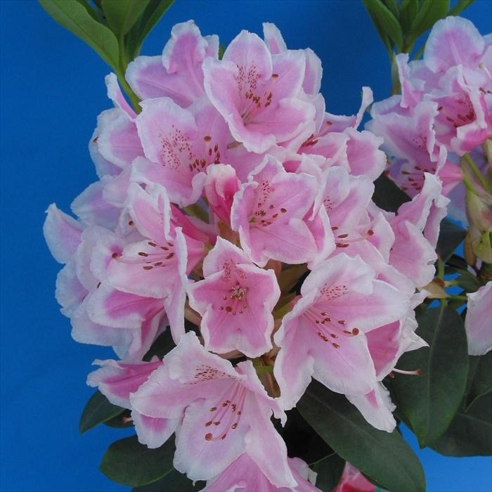 西洋シャクナゲ ジャネットワード 5号鉢 開花予定株 シャクナゲ 花苗 しゃくなげ 石楠花 常緑 Toy Z フラワーネット日本花キ流通 通販 Yahoo ショッピング