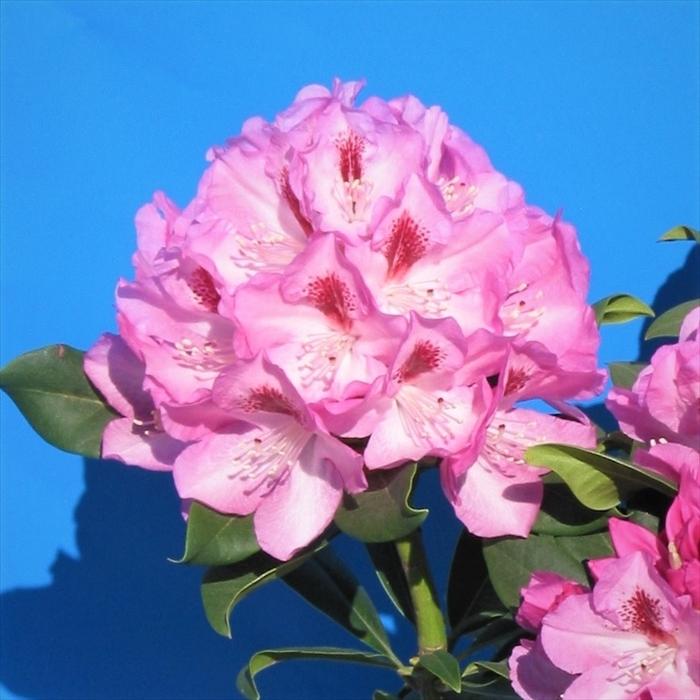 予約販売 シャクナゲ ニュー曙 5号鉢 開花予定株 西洋シャクナゲ 花苗 しゃくなげ 石楠花 常緑 Toy 2月下旬以降発送 Z フラワーネット日本花キ流通 通販 Yahoo ショッピング