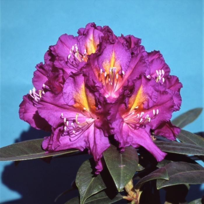 西洋シャクナゲ パープル マジック 5号鉢 開花予定株 シャクナゲ 花苗 しゃくなげ 石楠花 常緑 Toy Z フラワーネット日本花キ流通 通販 Yahoo ショッピング