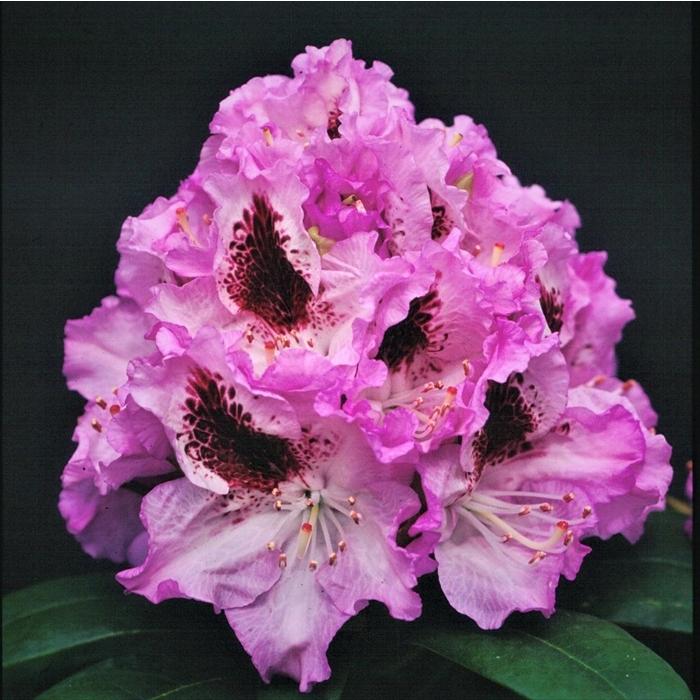 西洋シャクナゲ ブルー ピーター 5号鉢 開花予定株 シャクナゲ 花苗 しゃくなげ 石楠花 常緑 Toy Z フラワーネット日本花キ流通 通販 Yahoo ショッピング