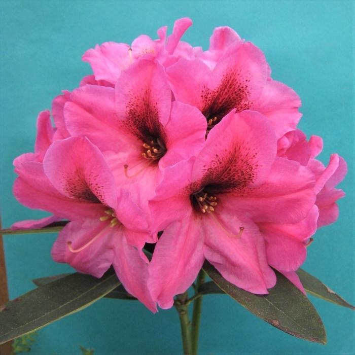 西洋シャクナゲ ミッド ナイト 5号鉢 開花予定株 シャクナゲ 花苗 しゃくなげ 石楠花 常緑 Toy Z フラワーネット日本花キ流通 通販 Yahoo ショッピング