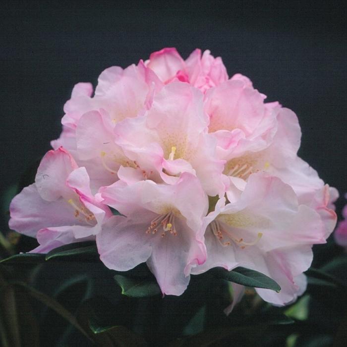 予約販売 シャクナゲ モーニング マジック 5号鉢 開花予定株 西洋シャクナゲ 花苗 しゃくなげ 石楠花 常緑 Toy 2月下旬以降発送 Z フラワーネット日本花キ流通 通販 Yahoo ショッピング