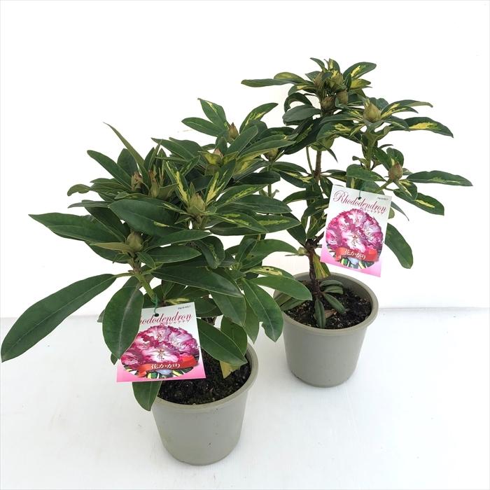 予約販売 西洋シャクナゲ 花かがり 5号鉢 開花予定株 シャクナゲ 花苗 しゃくなげ 石楠花 常緑 斑入り植物 Toy 2月下旬以降発送 Z フラワーネット日本花キ流通 通販 Yahoo ショッピング