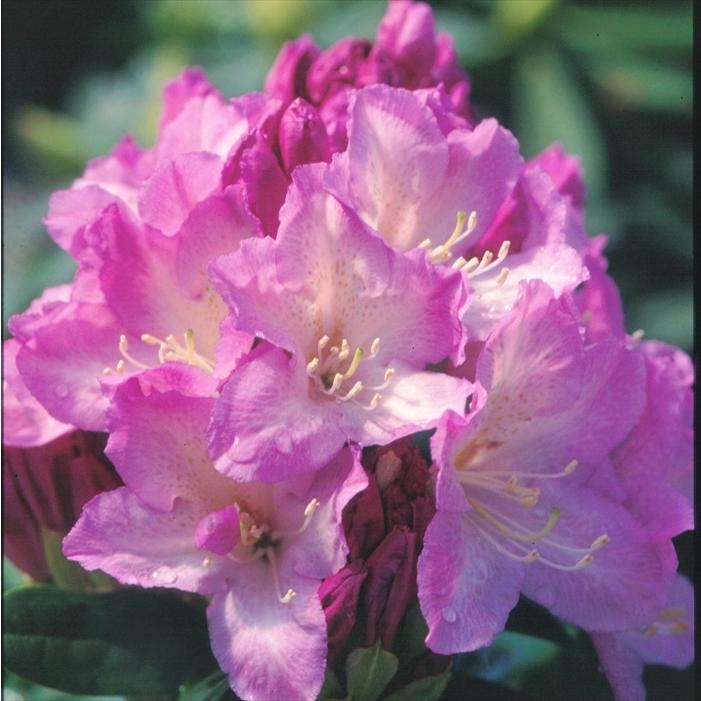 予約販売 シャクナゲ 貴婦人 5号鉢 開花予定株 西洋シャクナゲ 花苗 しゃくなげ 石楠花 常緑 Toy 11月下旬以降発送 Z フラワーネット日本花キ流通 通販 Yahoo ショッピング