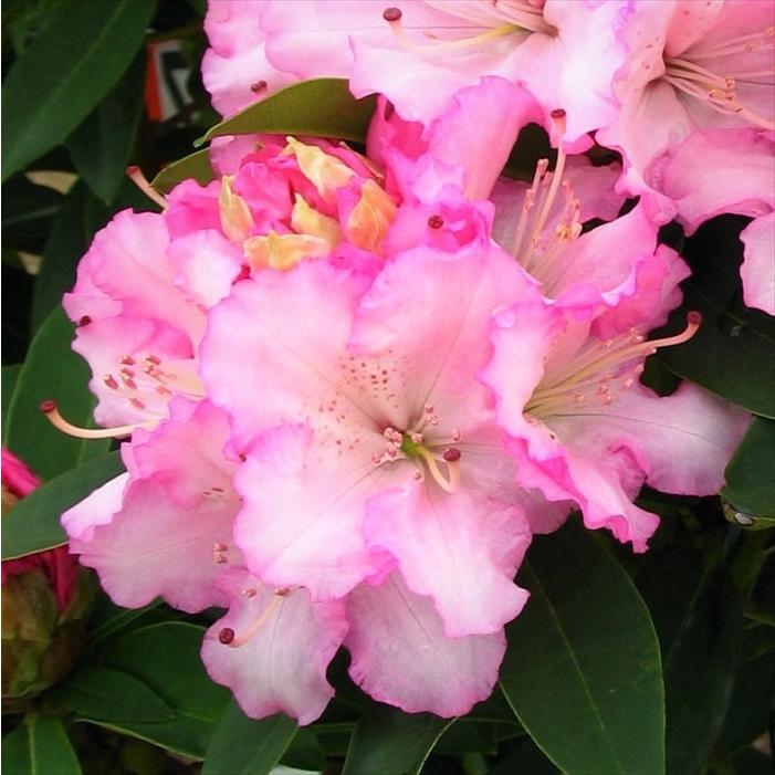 予約販売 シャクナゲ 桜狩 さくらがり 5号鉢 開花予定株 西洋シャクナゲ 花苗 しゃくなげ 石楠花 常緑 Toy 11月下旬以降発送 Z フラワーネット日本花キ流通 通販 Yahoo ショッピング