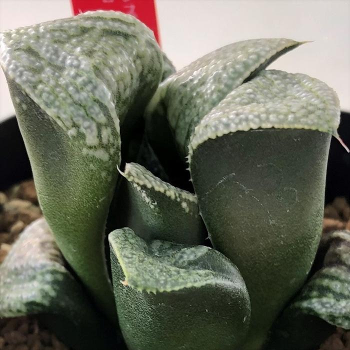 多肉植物 Niハオルチア スプレンデンス交配選抜 No 1 7 花葵452 Ns1 2 花葵 Gm452スプレンデンス 実生苗 多肉植物 カクタスニシさん苗 ハオルチア 1112 033 Z フラワーネット日本花キ流通 通販 Yahoo ショッピング