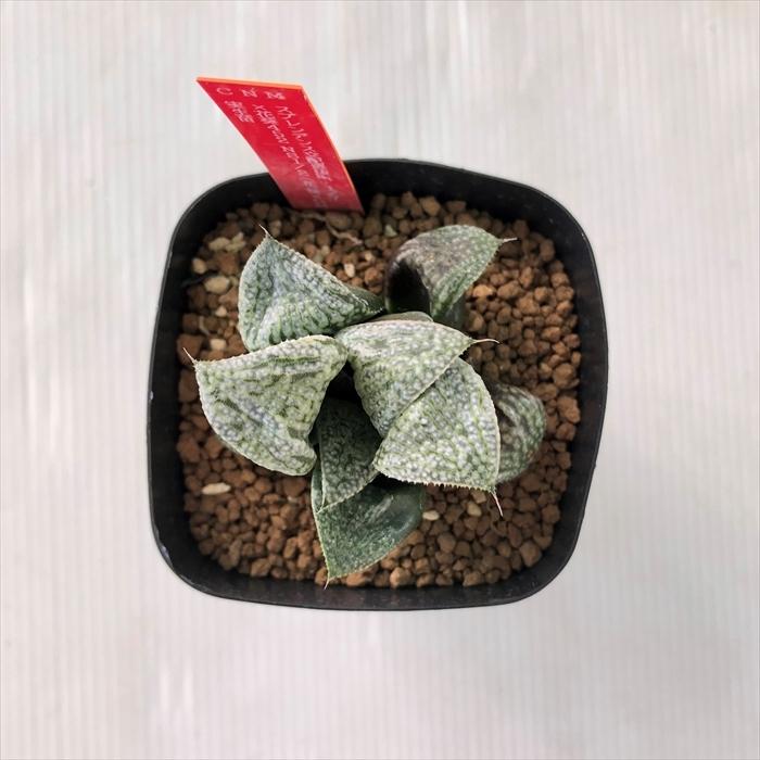 多肉植物 Niハオルチア スプレンデンス交配選抜 No 1 7 花葵452 Ns1 2 花葵 Gm452スプレンデンス 実生苗 多肉植物 カクタスニシさん苗 ハオルチア 1112 033 Z フラワーネット日本花キ流通 通販 Yahoo ショッピング