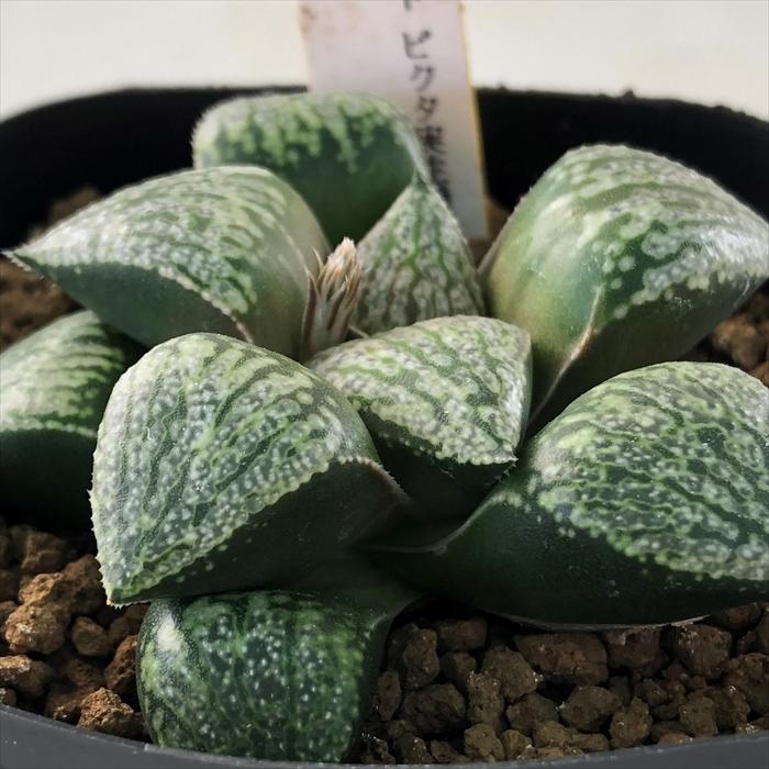 多肉植物 Niハオルチア 氷麗 酒井スーパーホワイト ピクタ実生特選 パンドラ ピクタ Ns1 実生苗 多肉植物 カクタスニシさん苗 ハオルチア 1112 047 現品販売 Z フラワーネット日本花キ流通 通販 Yahoo ショッピング