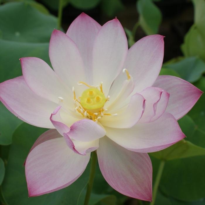 手乗り レンコン丸 火花 蓮の根 苗 Z フラワーネット日本花キ流通 通販 Yahoo ショッピング