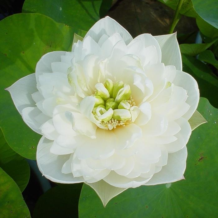 予約販売 手乗り レンコン丸 雪の精 蓮の根 苗 3月下旬以降発送 Z フラワーネット日本花キ流通 通販 Yahoo ショッピング