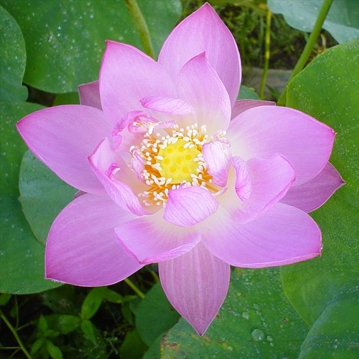 予約販売 手乗り レンコン丸 嬌蓉碗蓮 蓮の根 苗 3月下旬以降発送 Z160 フラワーネット日本花キ流通 通販 Yahoo ショッピング