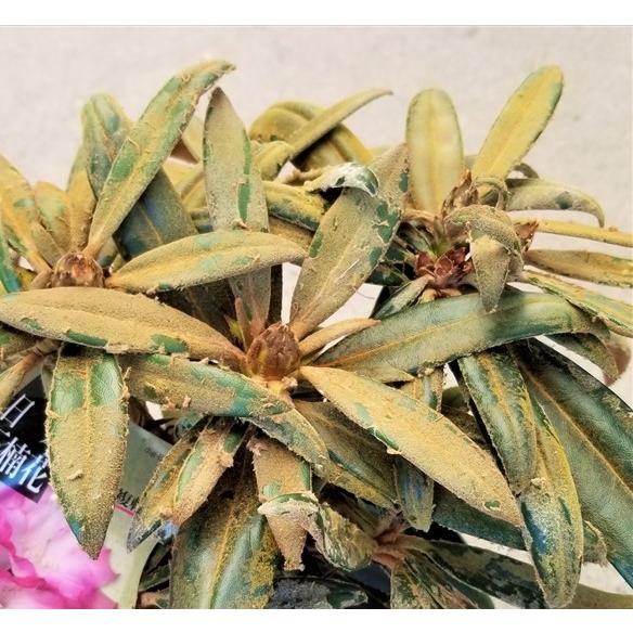 予約販売 日本シャクナゲ 濃姫 5号鉢 開花予定株 シャクナゲ 花苗 しゃくなげ 石楠花 常緑 Toy Z フラワーネット日本花キ流通 通販 Yahoo ショッピング