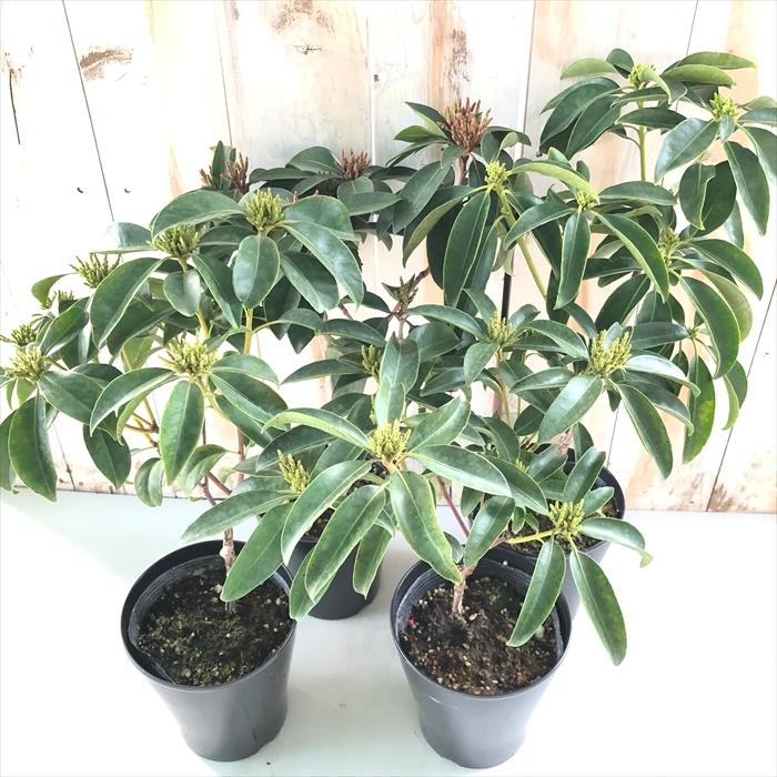 予約販売 カルミア ピンク ボール 5号鉢 開花予定株 カルミア アメリカシャクナゲ ハナガサシャクナゲ 花苗 常緑 Toy 11月下旬以降発送 Z フラワーネット日本花キ流通 通販 Yahoo ショッピング