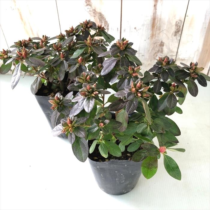 クロフネツツジ/大株【現品発送】管理70768 クロフネツツジ｜公園へ行